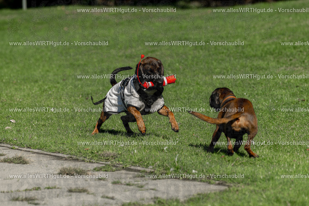Hundeschwimmen_Volksbad_2026-allesWIRTHgut_Tierfotografie-2609061037-094716-7R509060 | Professionelle Tierfotografie in Mönchengladbach von Daniel Wirth (allesWIRTHgut). Liebevolle & natürliche Bilder von Hunden & Katzen für unvergessliche Erinnerungen.