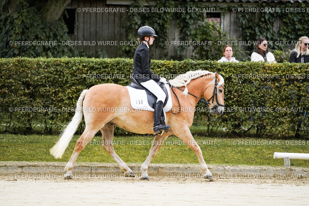 DSC04463 | Pferdegrafie