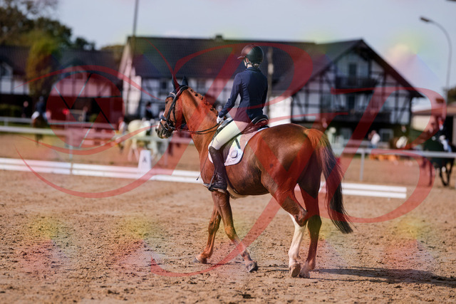 2026_10_03_Siefer-Hof_123658_Z81_34475588 | Professionelle Reitsport-, Turnier- und Eventfotografie von Robert Broda. Galerien mit ausgewählten und bearbeiteten Bildern direkt online ansehen und bestellen.