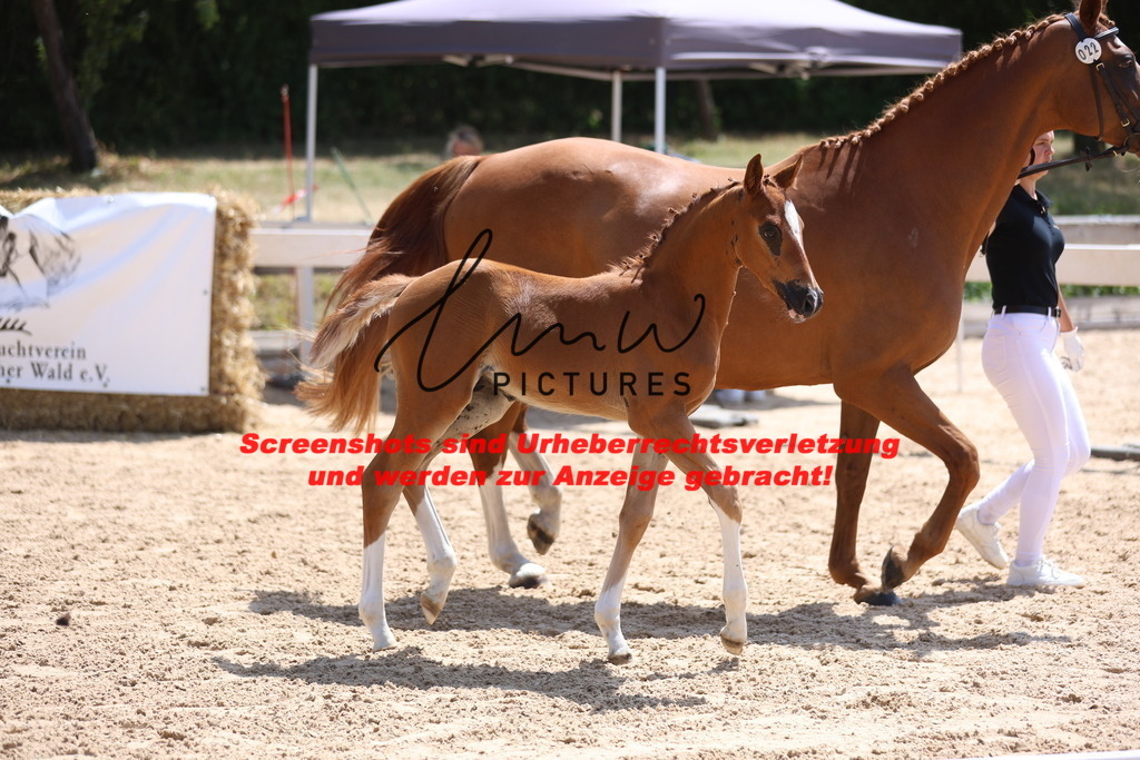 Fohlenschau_Schwäbisch_Hall_springbetonte_Fohlen_KN 22_7 | lmwpictures - Realisiert mit Pictrs.com