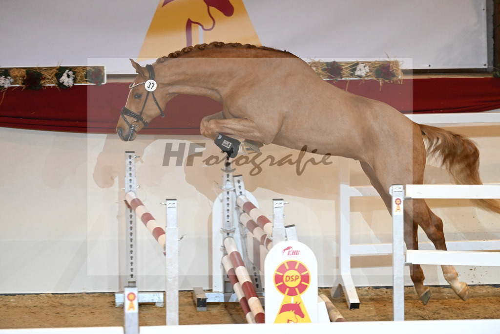 Kat-Nr. 37 Zinedream_Holtwiesche u Schulze-Averdiek_1231089 | hf-fotografie - Realisiert mit Pictrs.com