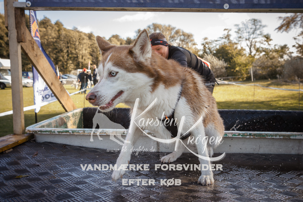 1227_ZZ96349-2 | kk-dogfotos