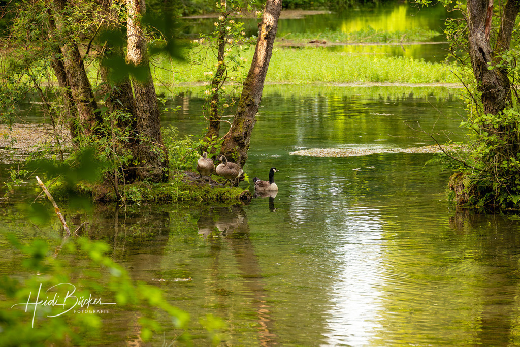 Almequellen bei Brilon | Almequellen bei Brilon - Realisiert mit Pictrs.com
