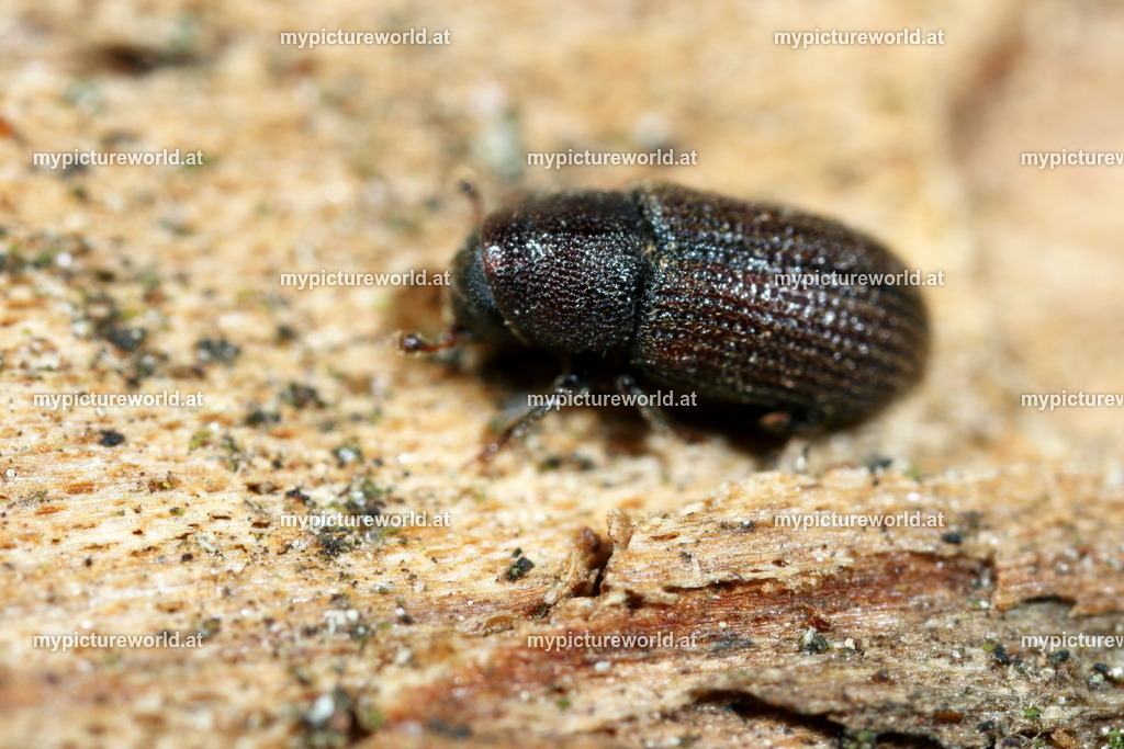 Hylurgops palliatus-001 | Das Bilderarchiv über Tiere, Planzen und Landschaften. In der Bilddatenbank finden Sie ein große Auswahl an hochwertigen Bilder für Ihre Werbung - Realized with Pictrs.com
