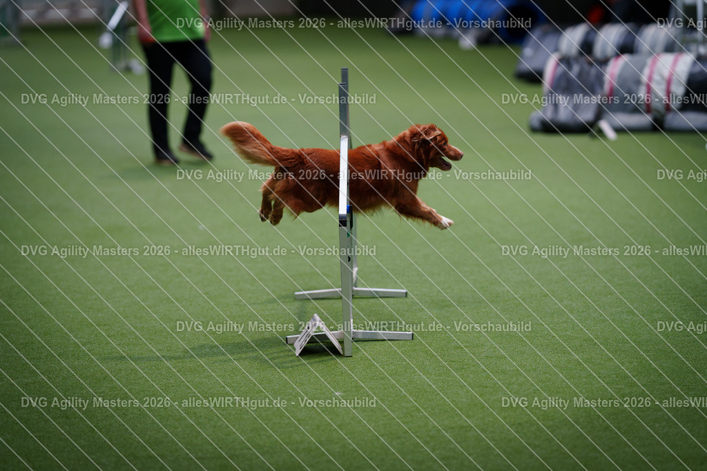 allesWIRTHgut_Tierfotografie-DVG_Agility_Masters_2026-13_39-7R509807 | Professionelle Tierfotografie in Mönchengladbach von Daniel Wirth (allesWIRTHgut). Liebevolle & natürliche Bilder von Hunden & Katzen für unvergessliche Erinnerungen.
