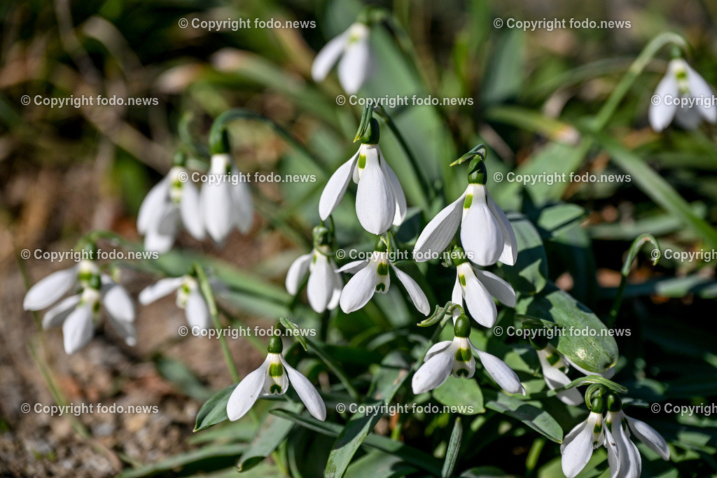 Fruehling_ Blumen_ Fruelingsboten_ 20.02.2025-9 | 20.02.2025, Linz, AUT, Fruehling, Blumen, Fruehlingsboten, im Bild Frühling, Blumen, Frühlingsboten, Fruehling, Fruelingsboten, Schneeglöckerl, Schneegloeckerl, Schneeglöckchen, Schneegloeckchen,  Blütenpflanze, Vorfrühling