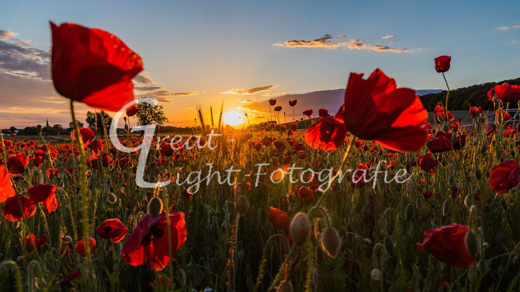 DSC_3466-2 | Great-Light Fotografie - Realisiert mit Pictrs.com