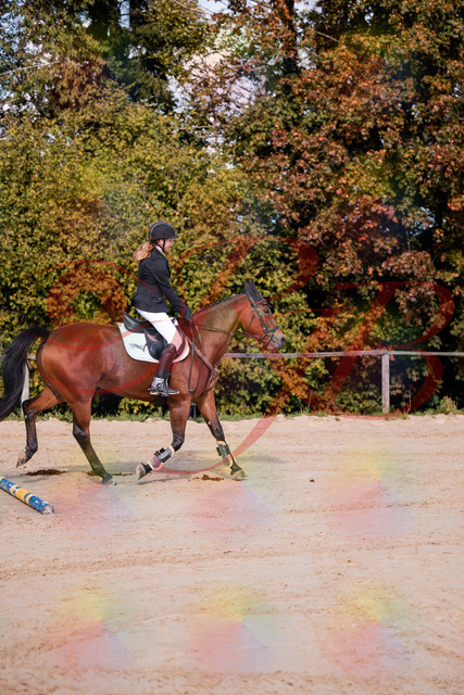 2026_10_03_Siefer-Hof_143437_Z81_02642341 | Professionelle Reitsport-, Turnier- und Eventfotografie von Robert Broda. Galerien mit ausgewählten und bearbeiteten Bildern direkt online ansehen und bestellen.