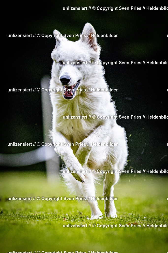 Sven Pries | 2025-10-03 - Hunderennen Obergrombach - Realisiert mit Pictrs.com