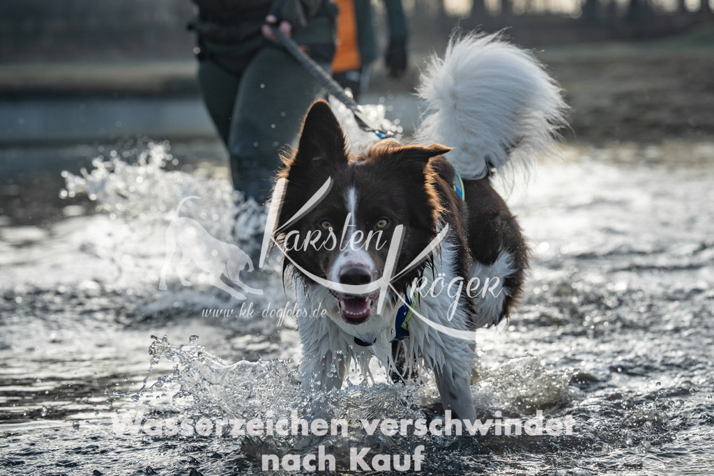 0819_ZZ96685 | kk-dogfotos