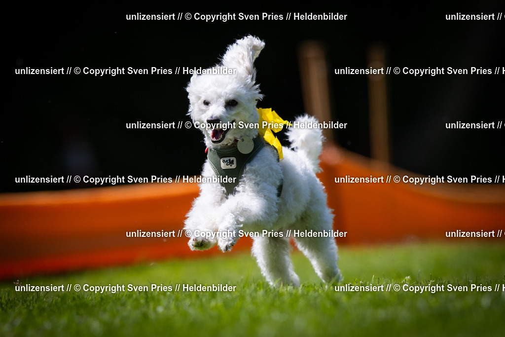 Sven Pries | 2025-08-10 - Hunderennen Durlach - Realisiert mit Pictrs.com