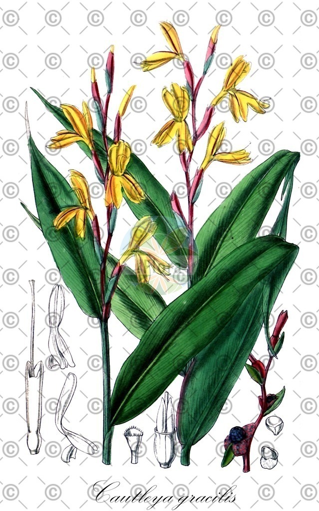 HistAbb_wfo-0000591270_1_ENZY_Simple | Historische Abbildung von Cautleya gracilis - Zingiberaceae | Historical Illustration of Cautleya gracilis - Zingiberaceae