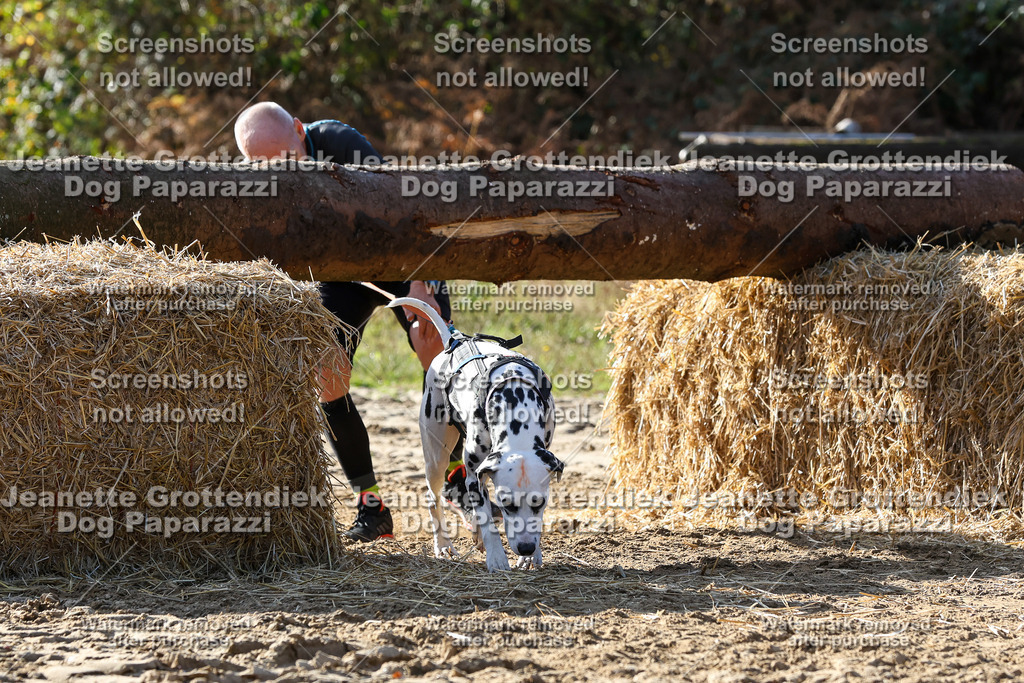 Dog Paparazzi - Strongdog 10-25-5984 | Dog Paparazzi Jeanette Grottendiek Fotografie & Videografie - Realisiert mit Pictrs.com