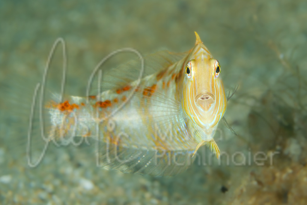 Xyrichtys novacula | Mittelmeer-Schermesserfisch / Cast: Raó, galán, pejepeine. Fr: Rason nacré, labre des sables. Eng: Cleaver wrasse, Pearly razorfish - Realisiert mit Pictrs.com