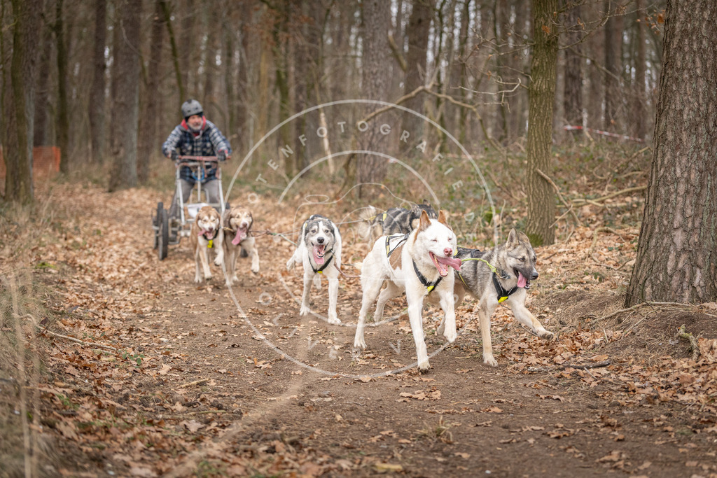 Pfotenfotografie_DV3A6514 | Hundefotografie, Tierfotograf, Pfotenfotografie, Fotoshooting Hund, Hunde Portrait, Hundesport, Hundeportraits, Heideshooting, Hunde, Sportfotograf, Hundefotograf, Turnierhundsport, THS,  - Realisiert mit Pictrs.com