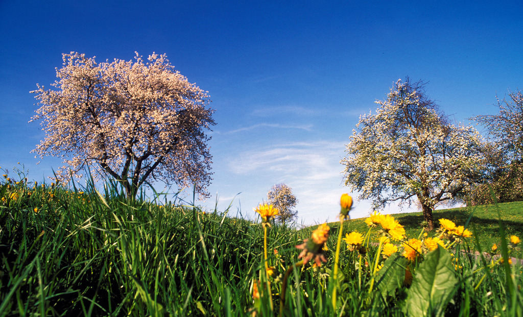 bluehende Baeume | Deutschland - May 27, 2008: blühende Bäume in der Wiese mit Löwenzahn. - Realisiert mit Pictrs.com