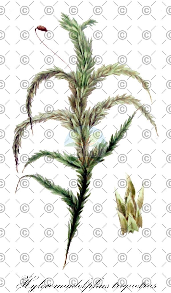 HistAbb_wfo-0001184326_1_ENZY_Simple | Historische Abbildung von Hylocomiadelphus triquetrus - Hylocomiaceae | Historical Illustration of Hylocomiadelphus triquetrus - Hylocomiaceae