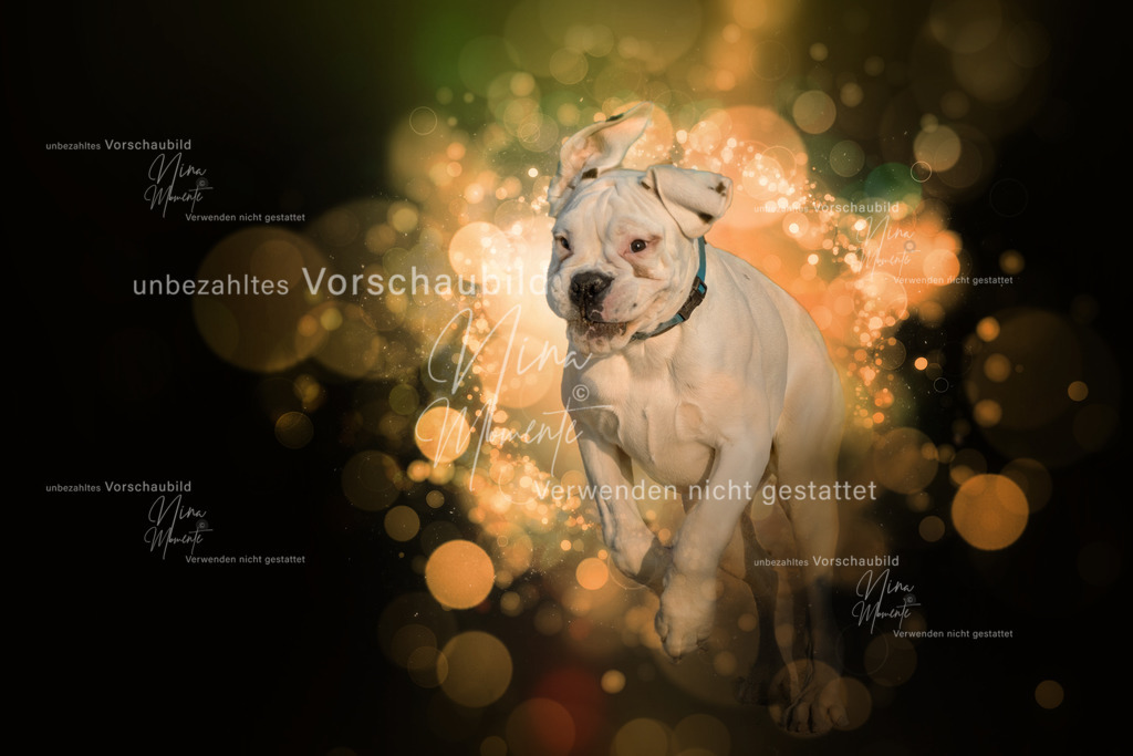 _16A5284-0-Bazi | Einzigartige Fotos von Hunden & Menschen –Actionfotos, Portraits, Vereinsaufnahmen & Paarshootings – authentisch, lebendig & mit Herz.