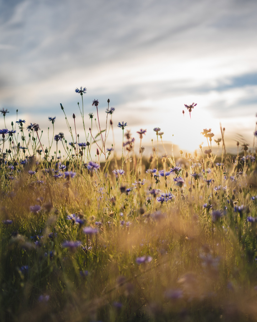 _DSC3407-2 | renerovisanfotoart.com