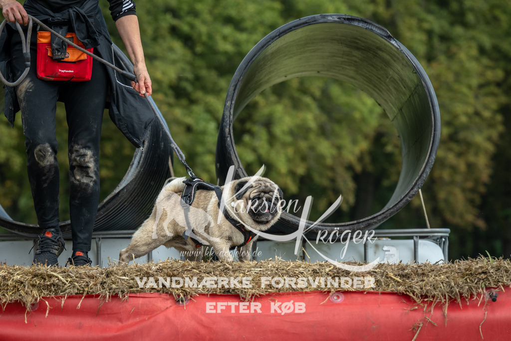 1329_ZZ93397 | kk-dogfotos