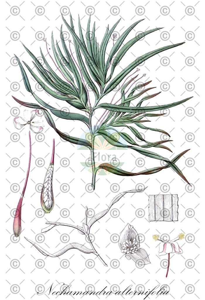 HistAbb_wfo-0001188582_1_ENZY_Simple | Historische Abbildung von Nechamandra alternifolia - Hydrocharitaceae | Historical Illustration of Nechamandra alternifolia - Hydrocharitaceae