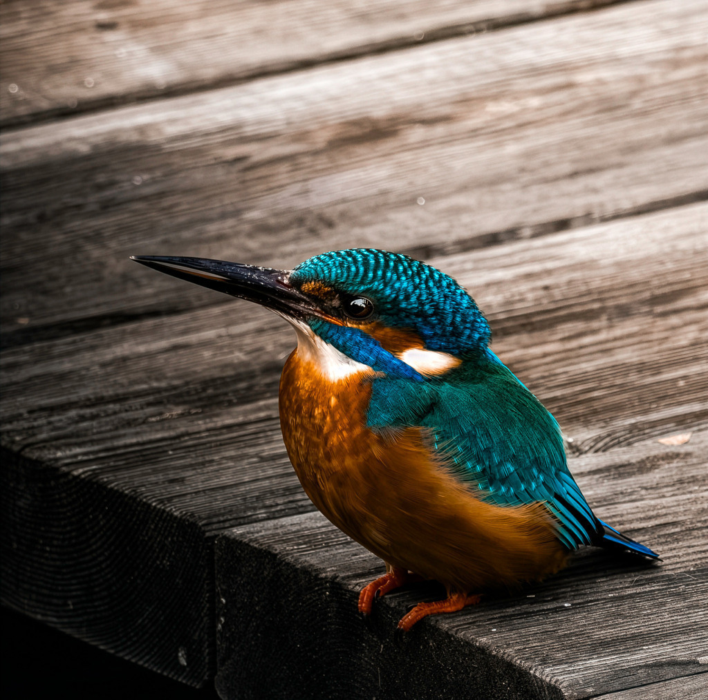 Eisvogel #1 | Tier- & Landschaftsfotografie und Porträtshootings. Entdecke einzigartige Fotokunst als Wandbild, Tasse oder Mauspad – mit Leidenschaft fotografiert - Realisiert mit Pictrs.com