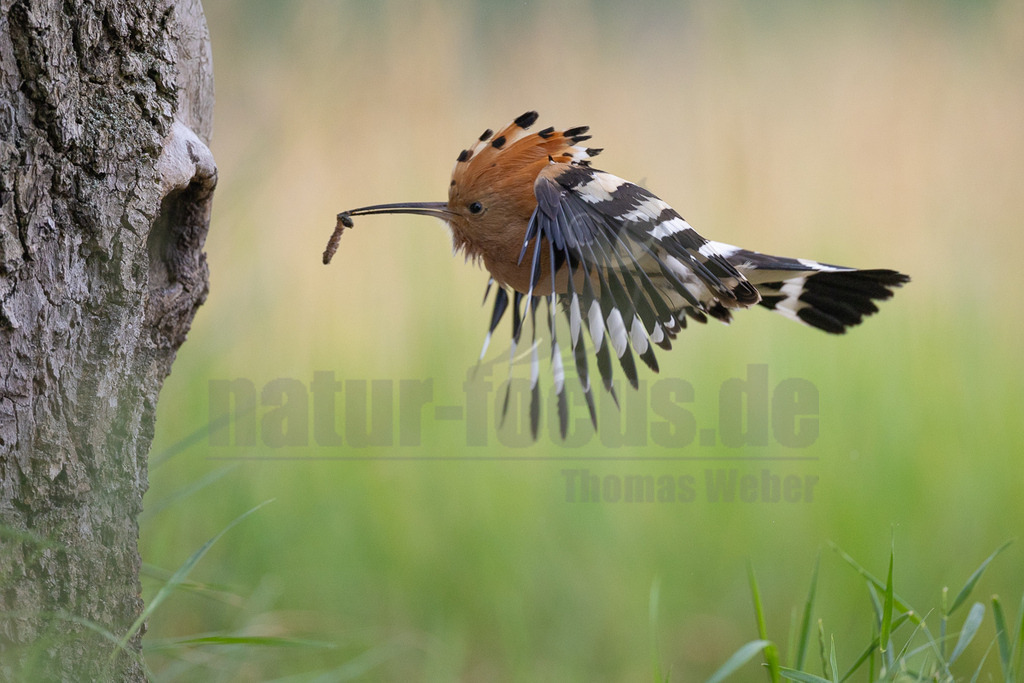 R6NF4902_20240530 | Der Bildershop von www.natur-focus.de bietet ihnen den einfachen Kauf von Bildmaterial per Download aus allen Bereichen der Natur. In den Galerien finden sie Landschaftsfotos, Tierbilder und natürlich auf Pflanzenfotos. - Realisiert mit Pictrs.com