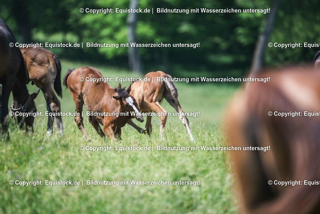 20210617_Fohlen_0415 | Foto: Thomas Hartig