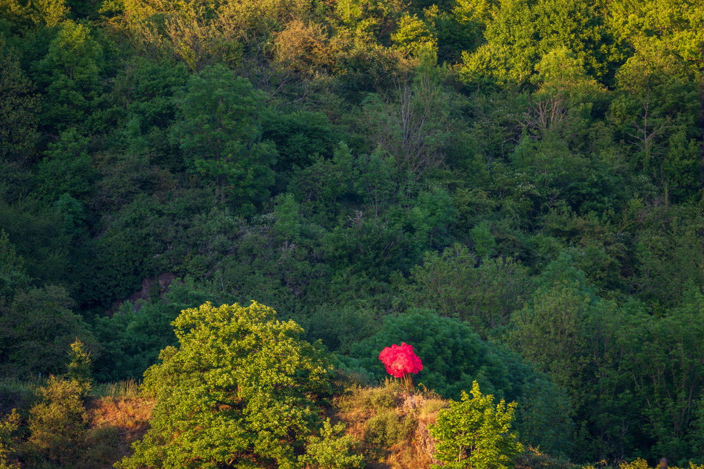 Rosa Baum | "Rosa Baum" von der Unkeler Künstlerin Martine Seibert Raken in den Weinbergen über Unkel. - Realisiert mit Pictrs.com