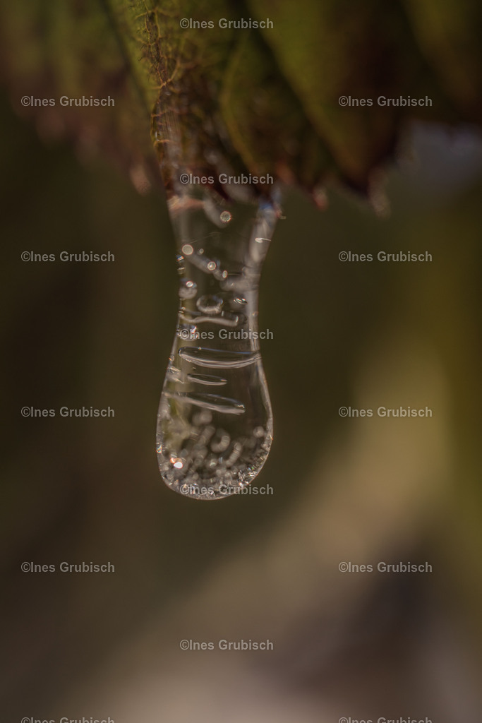 Geeister Tropfen | Lila Lubbenbomm - Artwork by Ines Grubisch - Realisiert mit Pictrs.com