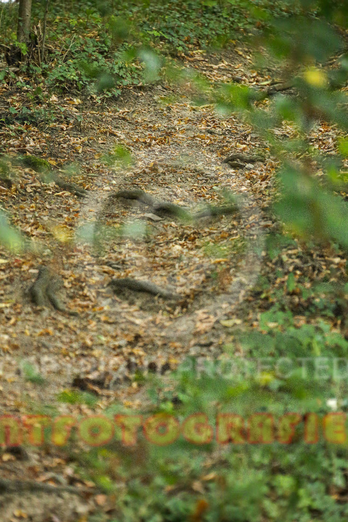220827_1022_EX1_8927 | Sportfotografie im Rhein-Sieg Kreis, Köln, Bonn, NRW, Rheinland Pfalz, Hessen, etc. Unser Tätigkeitsfeld umfasst den Laufsport vom Volkslauf über den Marathon, Duathlon, Triathon bis zum Ultralauf wie Kölnpfad Ultra oder Schindertrail.