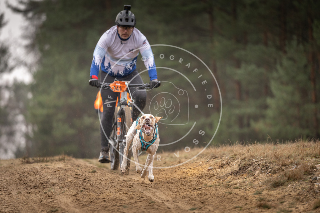 Pfotenfotografie_DV3A3937 | Hundefotografie, Tierfotograf, Pfotenfotografie, Fotoshooting Hund, Hunde Portrait, Hundesport, Hundeportraits, Heideshooting, Hunde, Sportfotograf, Hundefotograf, Turnierhundsport, THS,  - Realisiert mit Pictrs.com