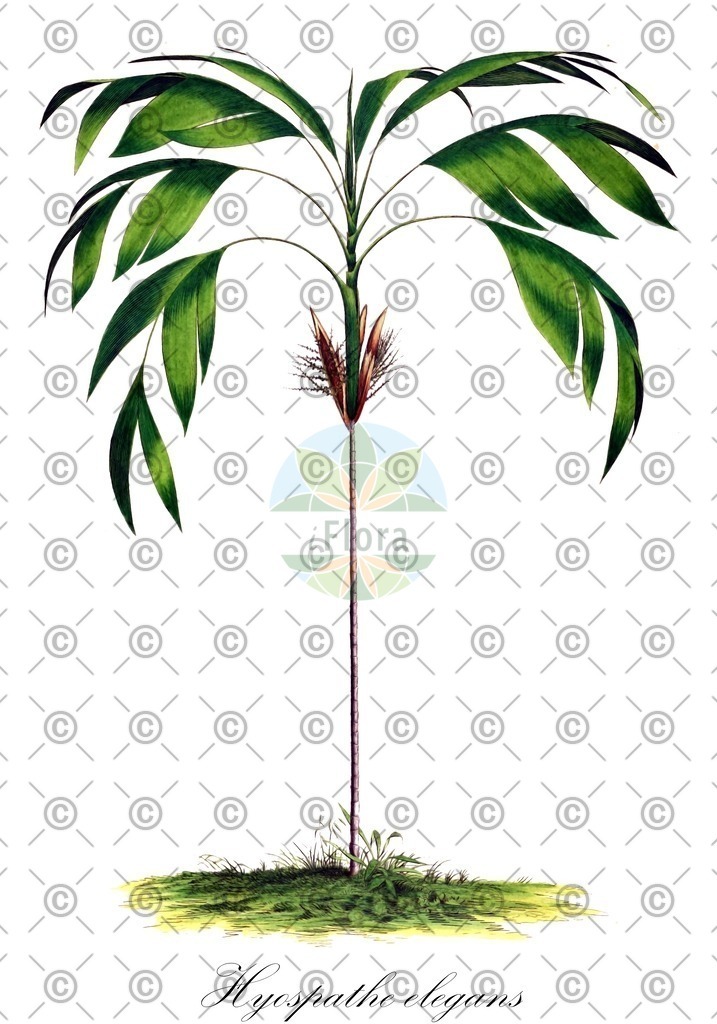 HistAbb_wfo-0000216164_3_ENZY_Simple | Historische Abbildung von Hyospathe elegans - Arecaceae | Historical Illustration of Hyospathe elegans - Arecaceae