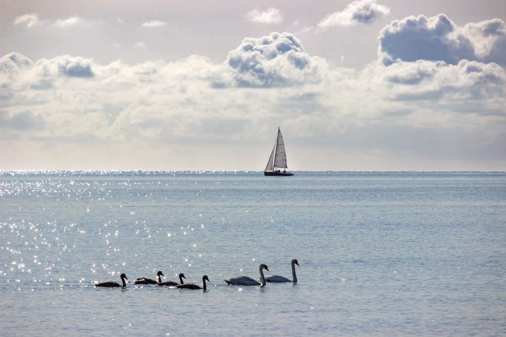 Wandbild: Segelboot und Schwanenfamilie am Meer | Dieses Wandbild im Querformat zeigt ein Segelboot und Schwäne auf dem Meer. Am Himmel sind malerische Wolken zu sehen.  - Realisiert mit Pictrs.com