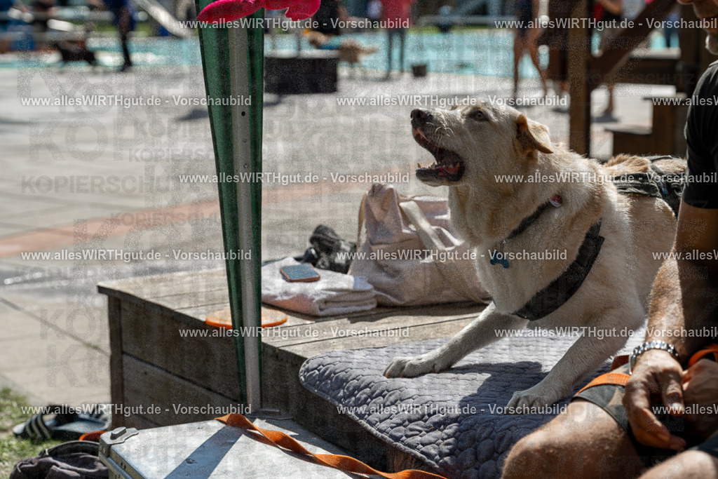 Hundeschwimmen_Volksbad_2026-allesWIRTHgut_Tierfotografie-2609061335-7R500843 | Professionelle Tierfotografie in Mönchengladbach von Daniel Wirth (allesWIRTHgut). Liebevolle & natürliche Bilder von Hunden & Katzen für unvergessliche Erinnerungen.