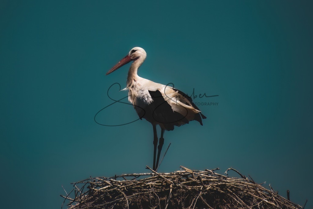 Weißstorch | Simone Sperber, svb-photography,Fotografin,Bilddesignerin,Naturfotografie,Macrofotografie,Tierfotografie,Wildtierfotografie,Ausstellungen,Auftragsfotografie,Kunst,Art,Photographer,Shootings,Bildberatbeitung,Galerie,Shop