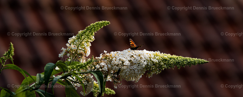Schmetterling | Dennis-Brueckmann-Fotografie - Realisiert mit Pictrs.com