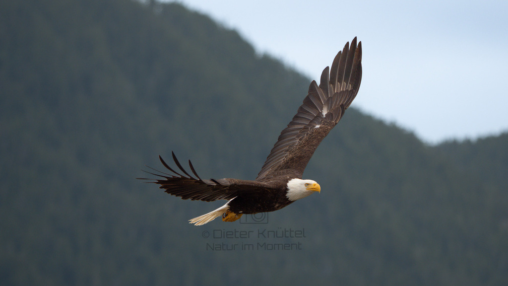P1628317-Bearbeitet-2023-LR | Natur im Moment - Realisiert mit Pictrs.com