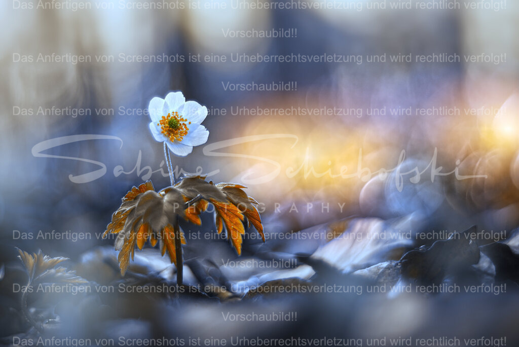 Tanz, kleine Ballerina, Tanz | Ein einzelnes Buschwindröschen im traumhaften Licht mit einem wunderschönen Bokeh Hintergrund in blau und gelb - Realisiert mit Pictrs.com