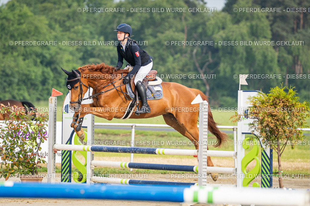 DSC08170 | Pferdegrafie