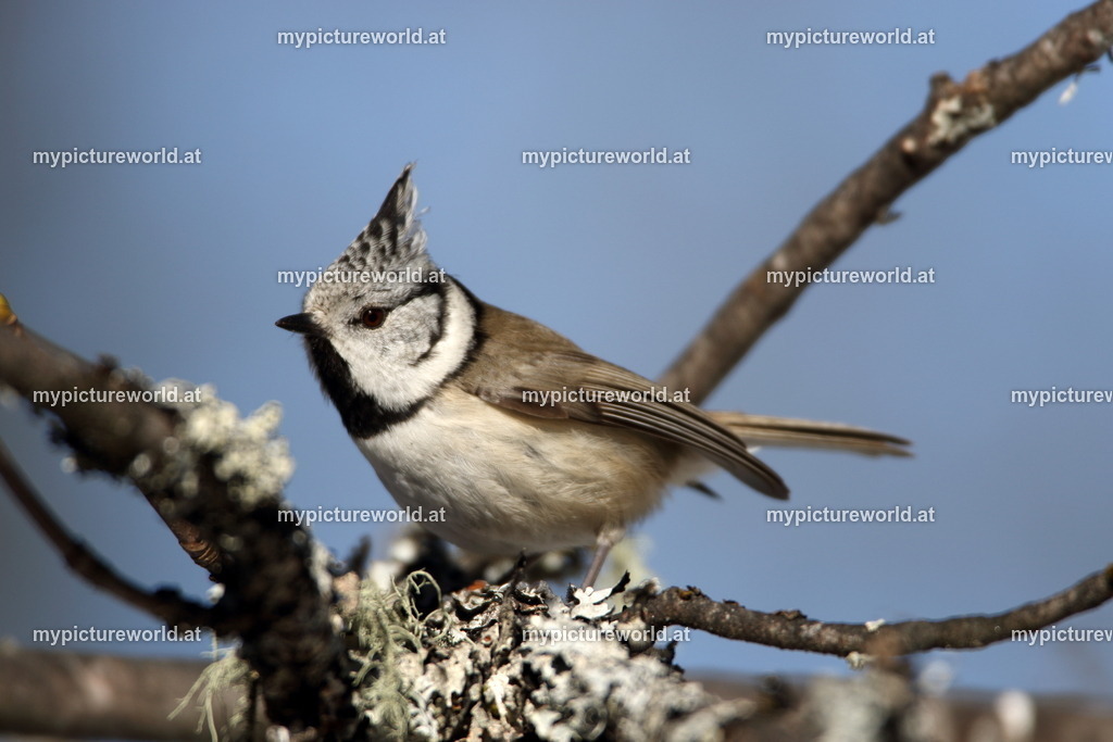 Haubenmeise-036 | Das Bilderarchiv über Tiere, Planzen und Landschaften. In der Bilddatenbank finden Sie ein große Auswahl an hochwertigen Bilder für Ihre Werbung - Realisiert mit Pictrs.com