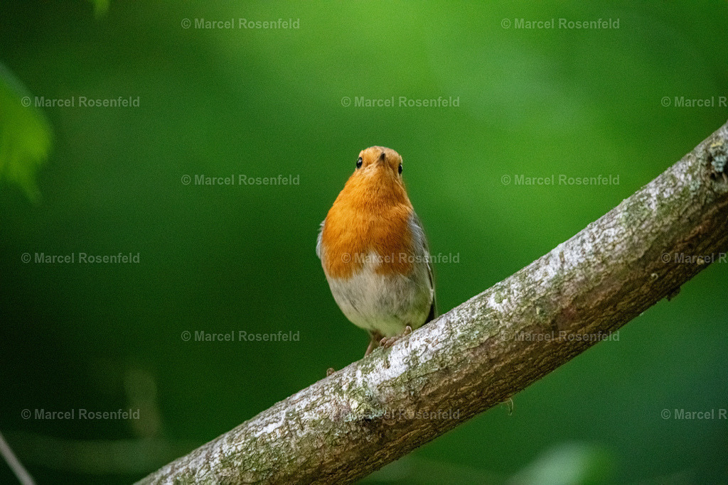 _DSC3355 | foto-rosenfeld