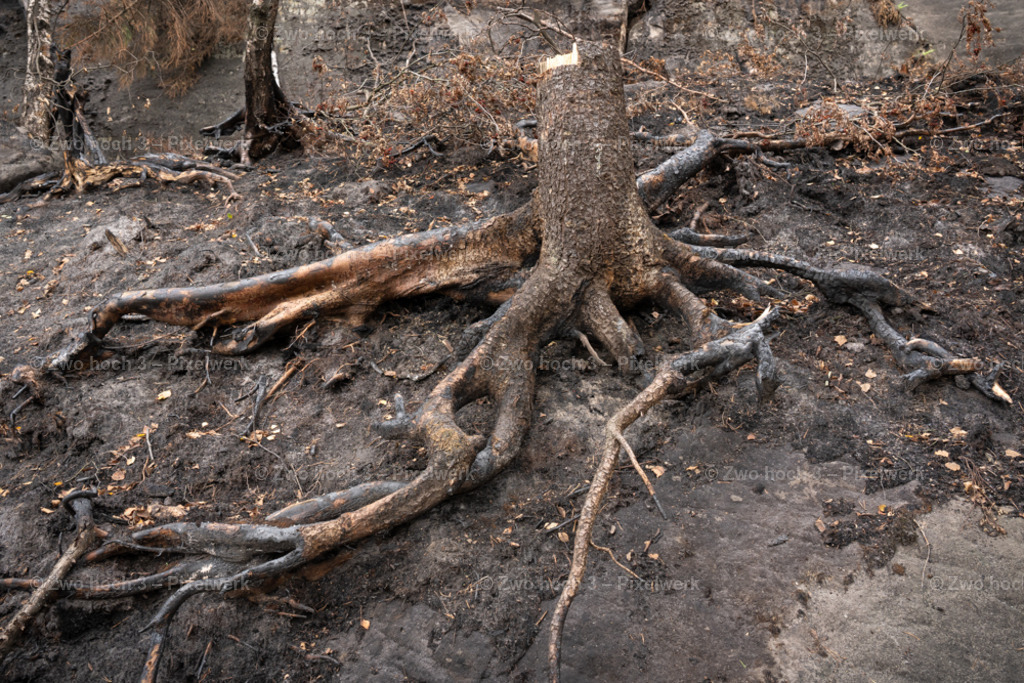 Obere_Affensteinpromenade_Nahe_Frienstein_Baumstumpf_Wurzel | 2022-09-02_Waldbrandgebiete_2 - Realisiert mit Pictrs.com