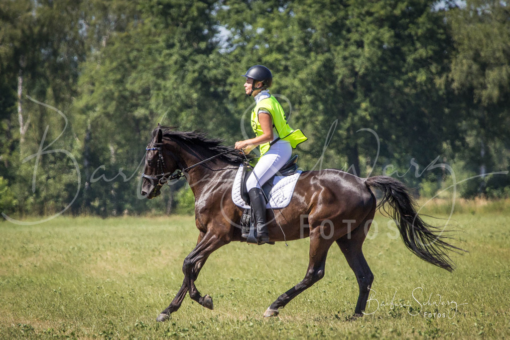CJP_2026-06-26_173 | Stimmungsvolle Fotografie von Pferden, fotografische Begleitung von Veranstaltungen, Golfturnieren und Distanzritten - Realisiert mit Pictrs.com