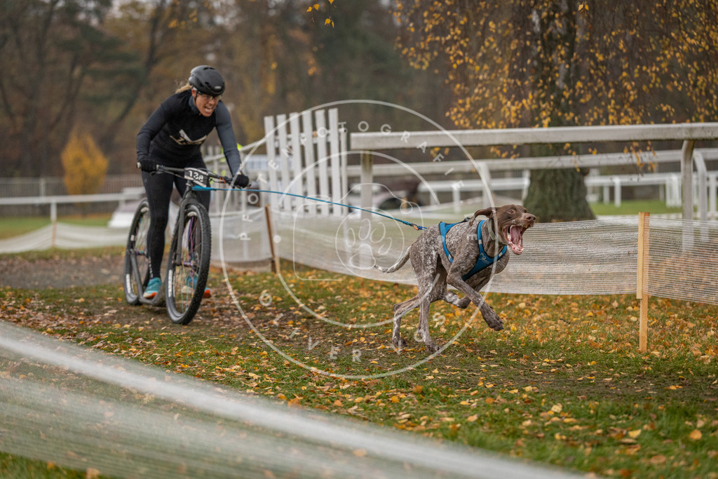 CaniXpix_DV3A7625 | Hundefotografie, Tierfotograf, Pfotenfotografie, Fotoshooting Hund, Hunde Portrait, Hundesport, Hundeportraits, Heideshooting, Hunde, Sportfotograf, Hundefotograf, Turnierhundsport, THS,  - Realisiert mit Pictrs.com