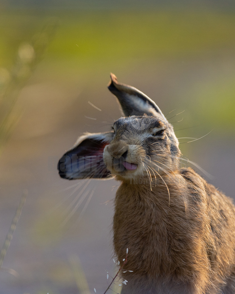 20220612191425-13 | Der Feldhase, kurz auch Hase genannt, ist ein Säugetier aus der Familie der Hasen. Die Art besiedelt offene und halboffene Landschaften. Das natürliche Verbreitungsgebiet umfasst weite Teile der südwestlichen Paläarktis; durch zahlreiche Einbürgerungen kommt der Feldhase heute jedoch auf fast allen Kontinenten vor. - Realisiert mit Pictrs.com