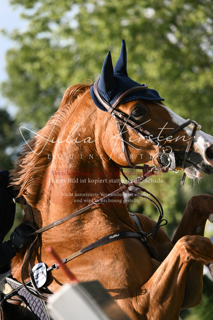 DSC_1224 | Pferde- und Turnierfotografie in Westsachsen. Pferdeportraits, Auftragszeichnungen und intuitive Kunst.
