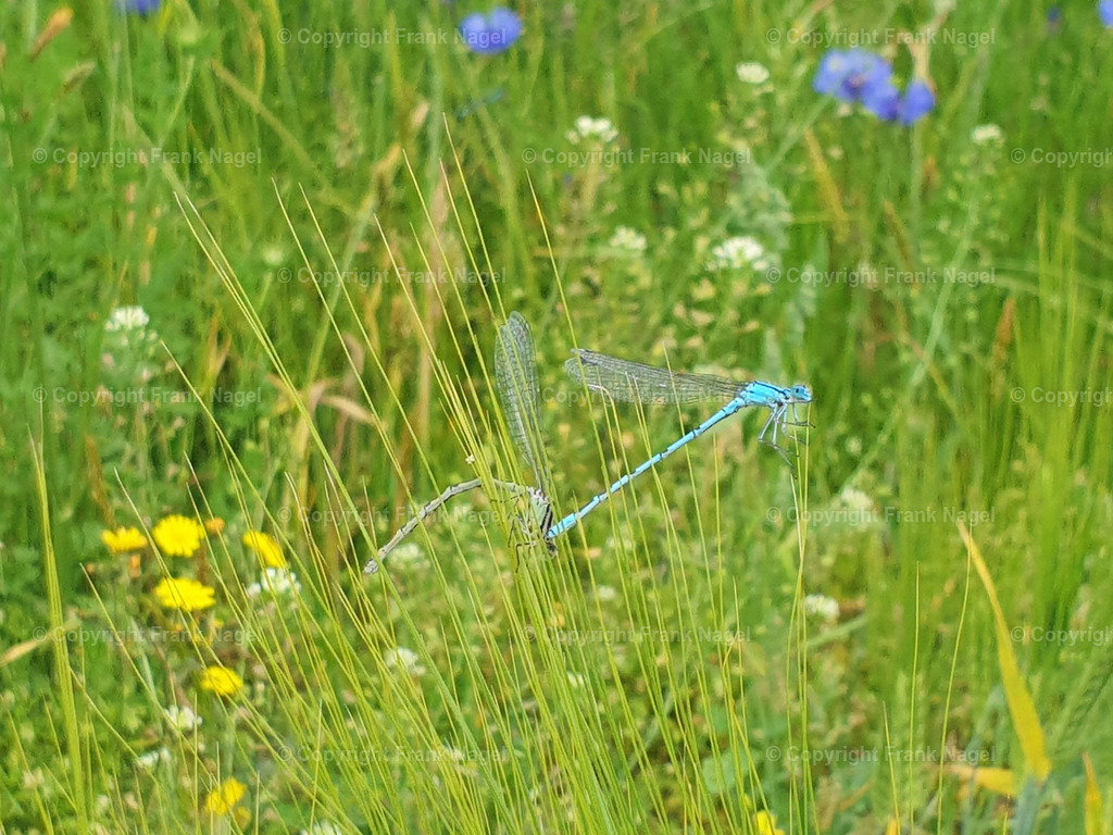 Libellen - gemeine Becherjungfer | Die Gemeine Becherjungfer ist eine häufige und gut erkennbare Libellenart in Europa. Sie ist aufgrund ihrer lebhaften Farben und ihres Verhaltens eine beliebte Beobachtung für Naturliebhaber und Forscher. Die Aufnahme entstand  am Nonnensee im Bereich des Naturlehrpfades Nahe der Stadt Bergen auf Rügen - Realisiert mit Pictrs.com