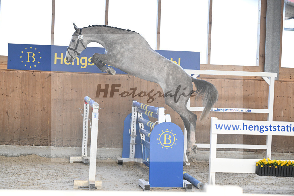 Kat-Nr. 35 Quibertus by HaB Z v. Quiwi Capitol_Tilp_14260969 | hf-fotografie - Realizzato con Pictrs.com