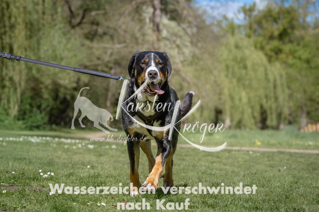 1254_ZZ94919 | kk-dogfotos
